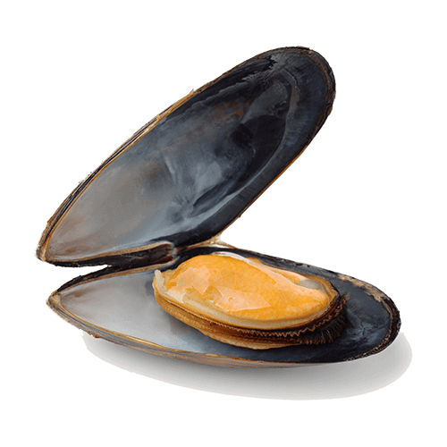 Mosselen Jumbo (L) kopen