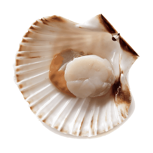 Coquilles handgedoken kopen