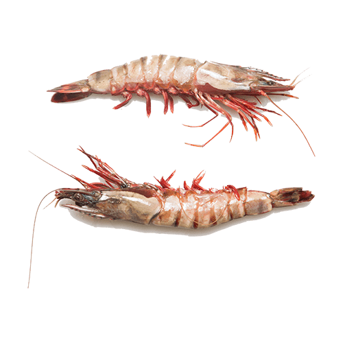 Gambas black tiger met kop kopen