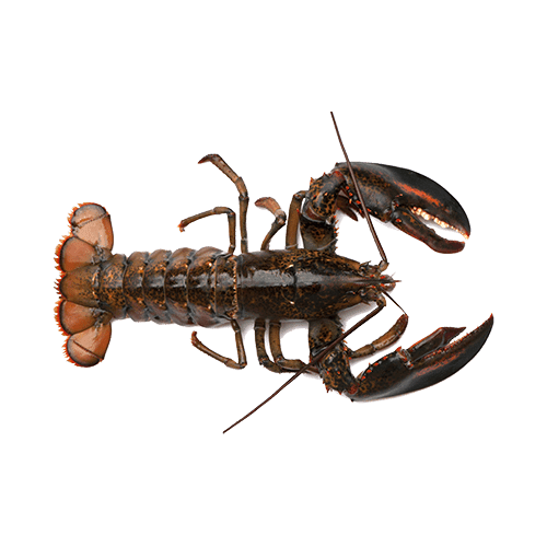 Canadese kreeft kopen