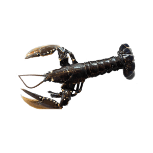 Oosterschelde kreeft kopen