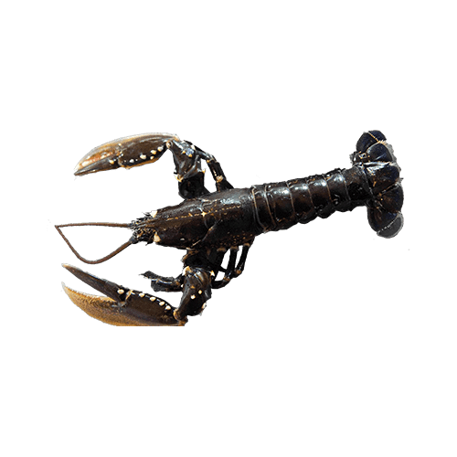 Oosterschelde kreeft kopen