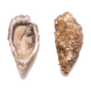 Oester Zeeuwse 6 Stuks
