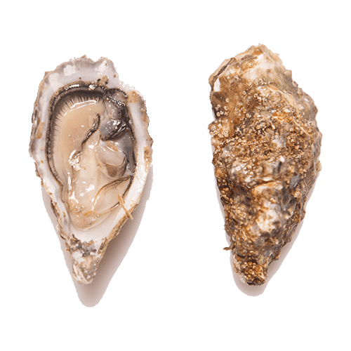 Oester Zeeuwse 6 Stuks