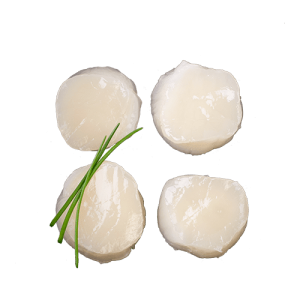 Coquilles kopen