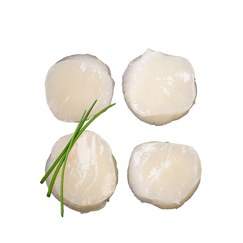 Coquilles kopen