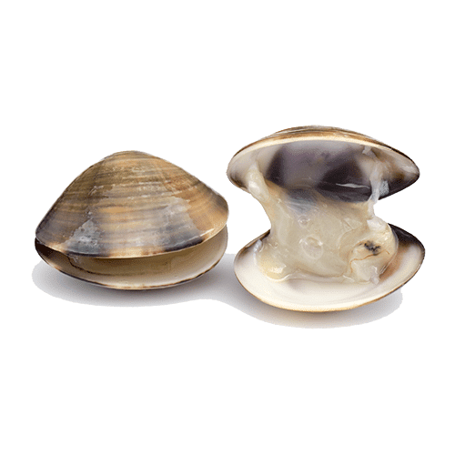 Venus schelpen kopen kopen