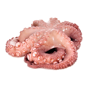 Octopus